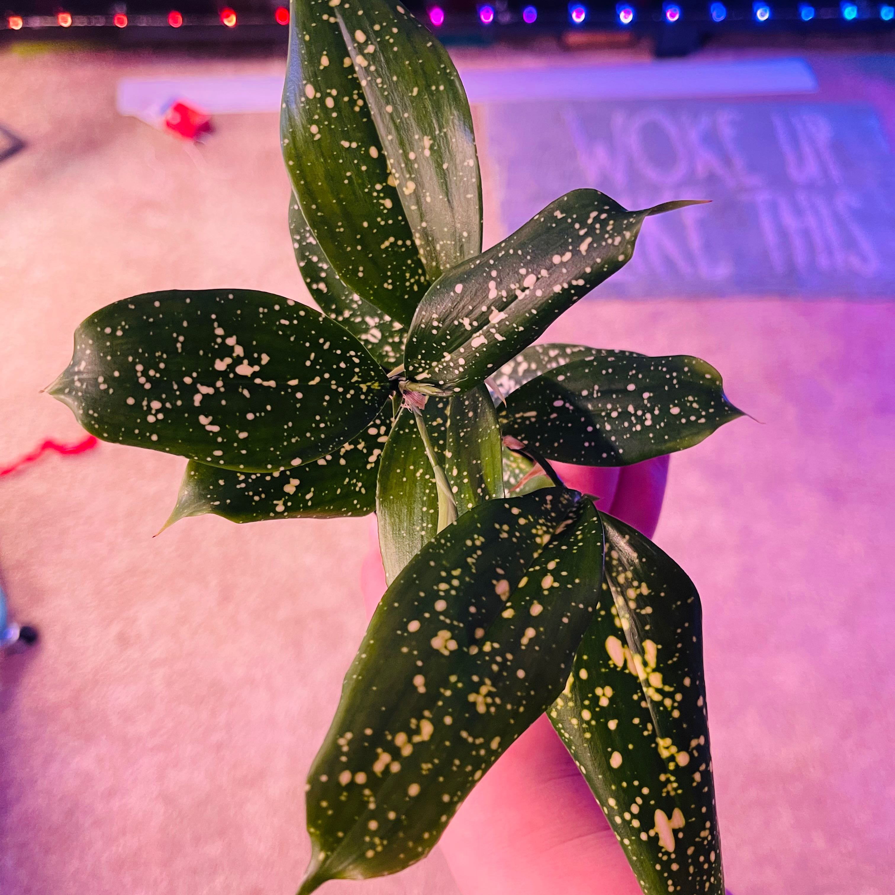 Dracaena 'Florida Beauty' plant with variegated leaves featuring yellow speckles, held by a hand.