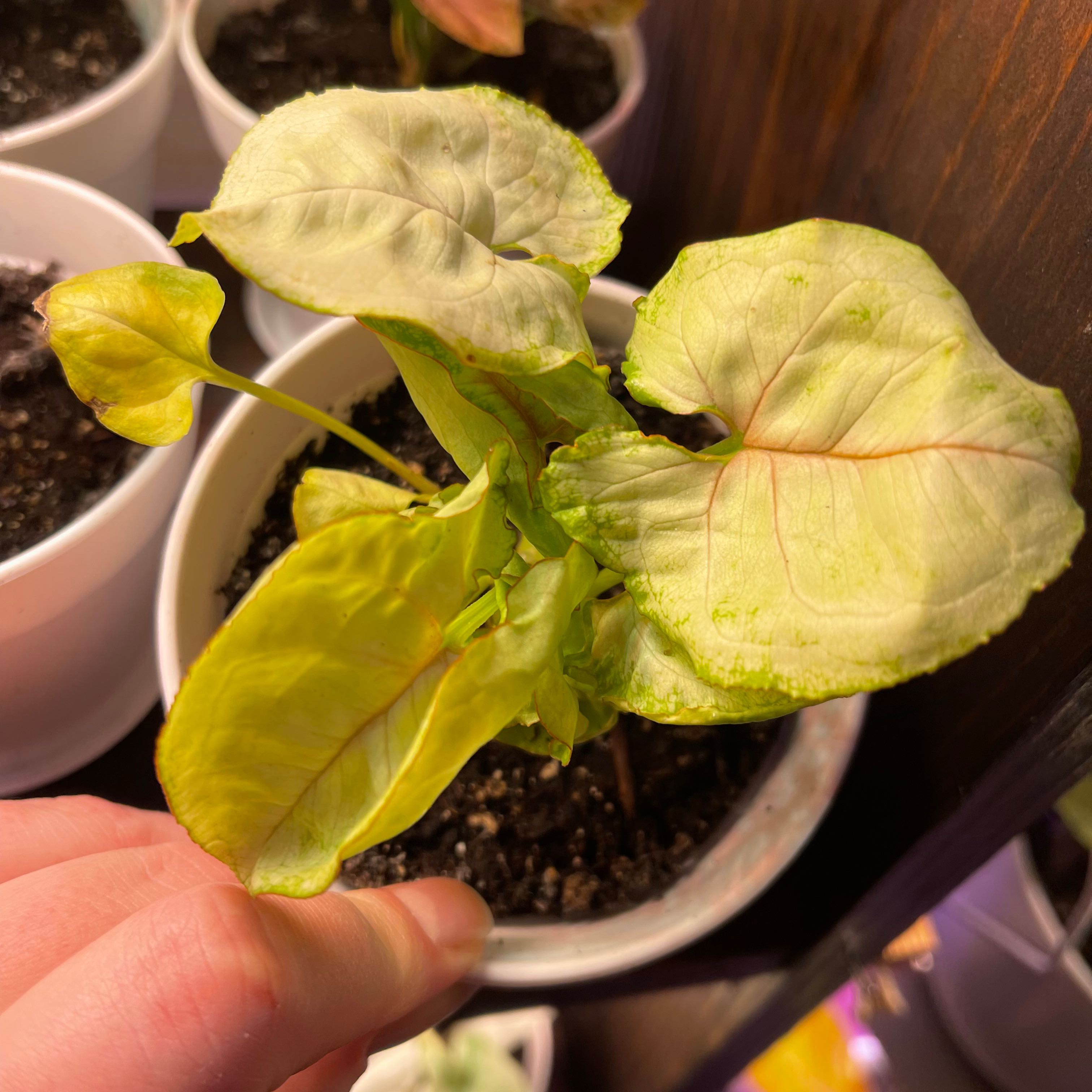 Syngonium 'Gold Allusion' plant with yellowing and browning leaves, held by a hand.