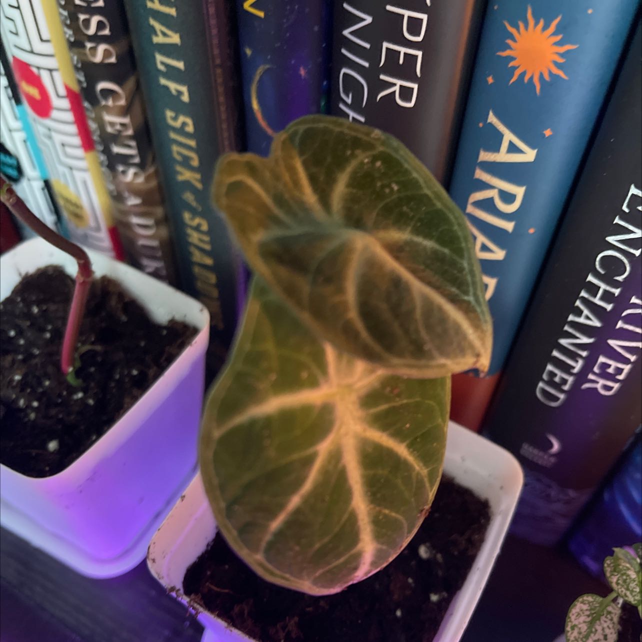 Alocasia ninja plant with dark green leaves and white veins, potted on a shelf with books in the background.