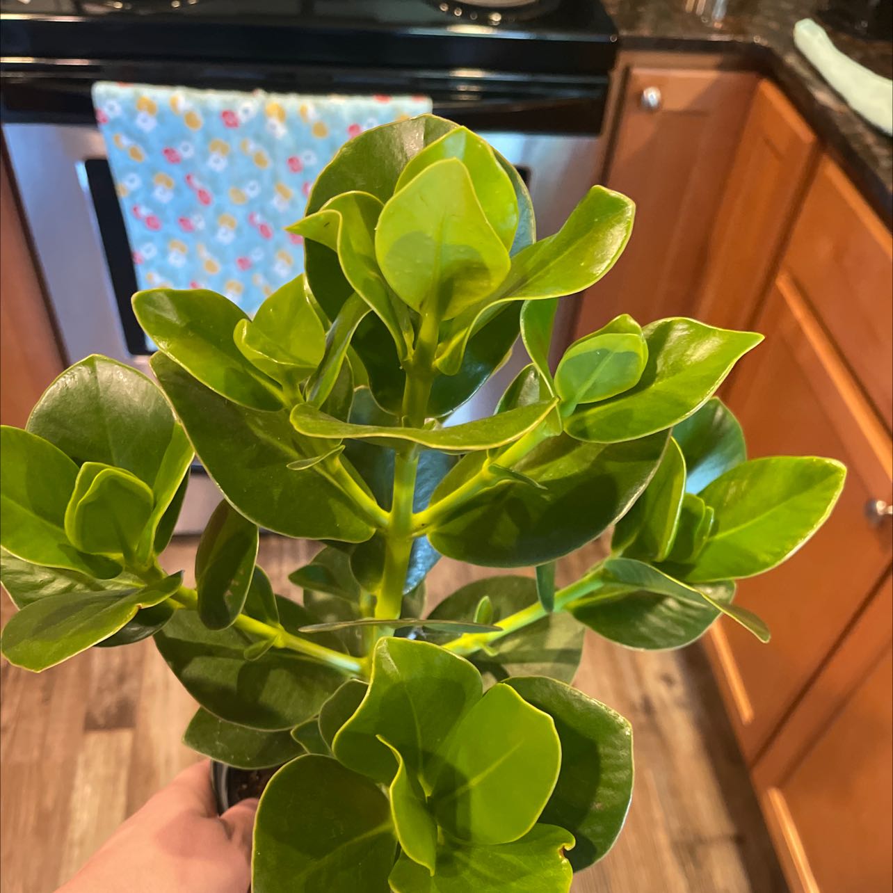 Photo of the plant species Dwarf clusia by @9akelly named Your plant on Greg, the plant care app