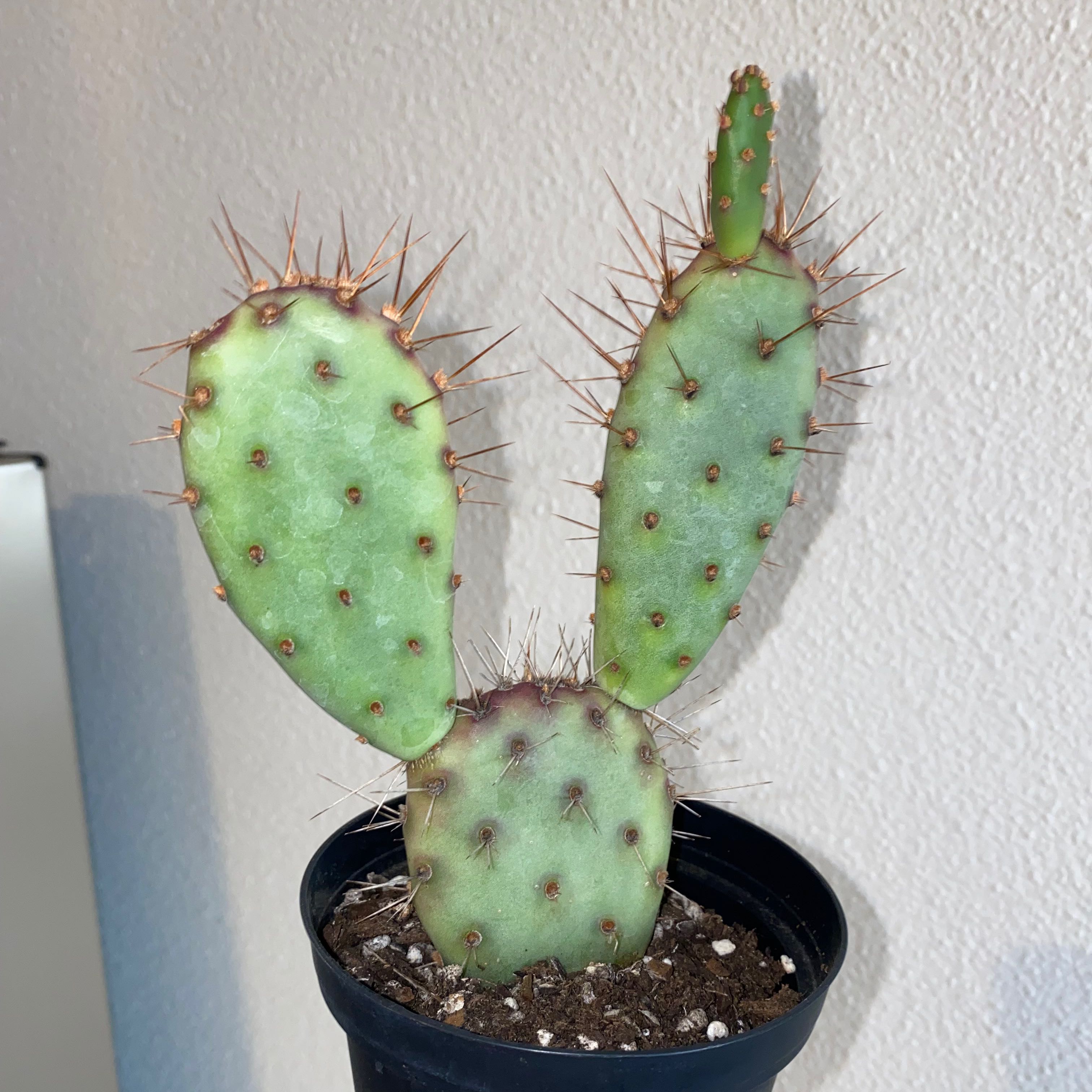 Black-Spined Prickly Pear cactus in a pot with visible soil, well-framed and in focus.