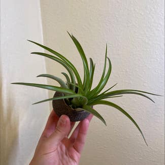 Tillandsia harrisii plant in Somewhere on Earth