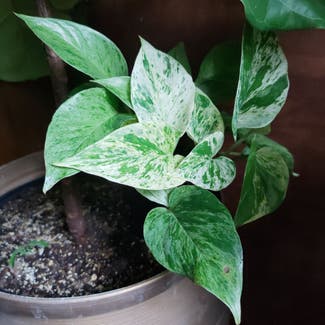 Marble Queen Pothos plant in Middleburg, Florida