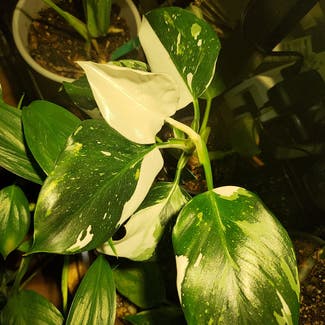 Philodendron 'White Wizard' plant in Middleburg, Florida