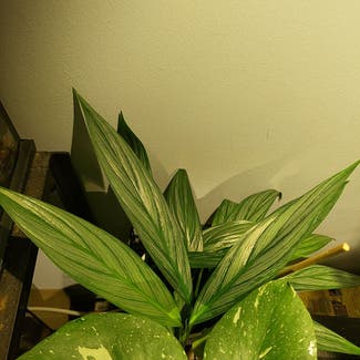 Pothos amplifolia plant in Middleburg, Florida