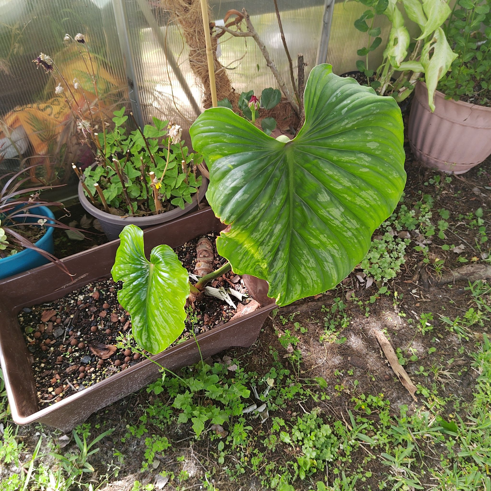 Philodendron mamei plant with large green leaves in a garden setting.