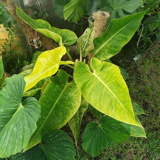 Philodendron Calkins Gold plant in Middleburg, Florida