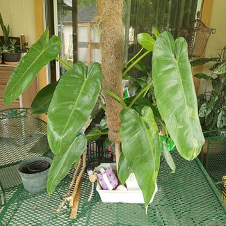Philodendron 'Jose Buono' plant in Middleburg, Florida