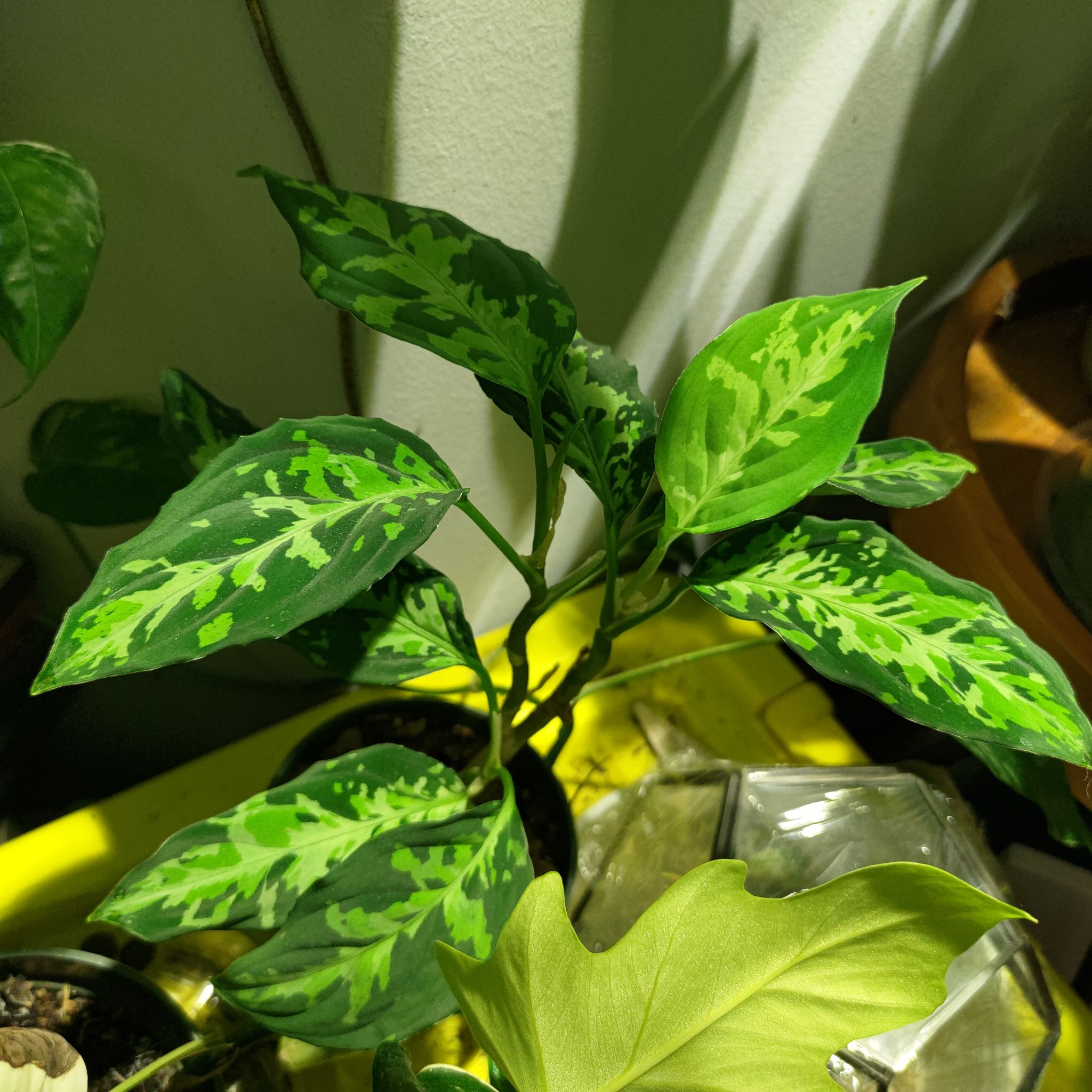 Aglaonema 'Tricolor' plant with variegated green leaves, healthy appearance.