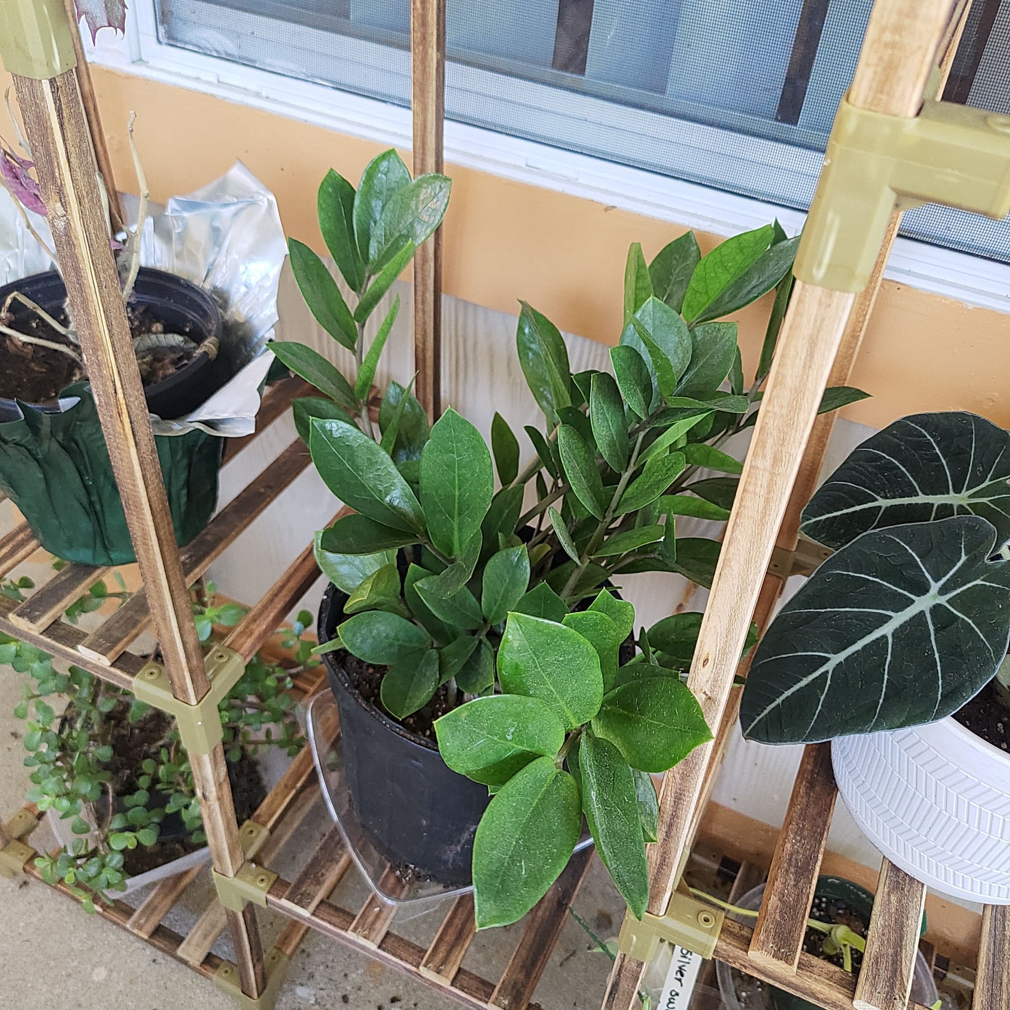 Chameleon ZZ Plant on a wooden shelf with vibrant green leaves and visible soil.