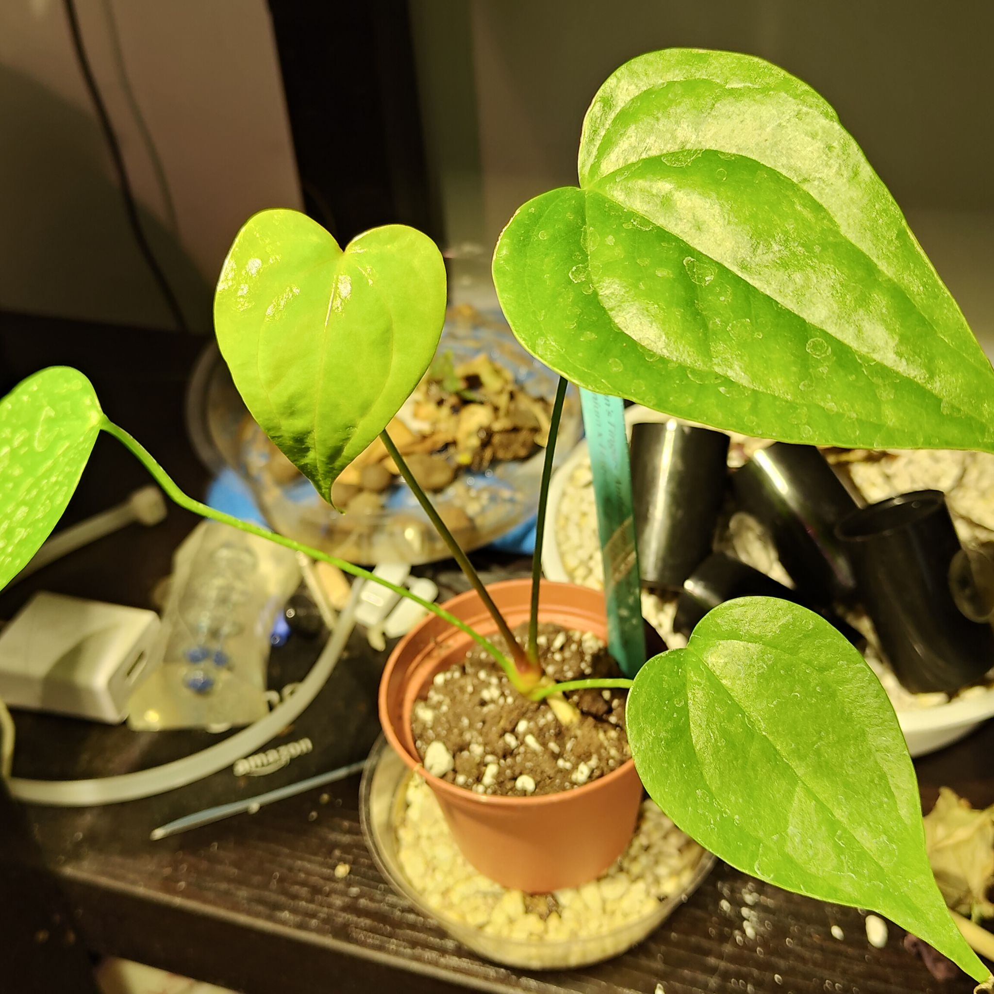 Potted Anthurium Fingers plant with healthy green leaves and visible soil.