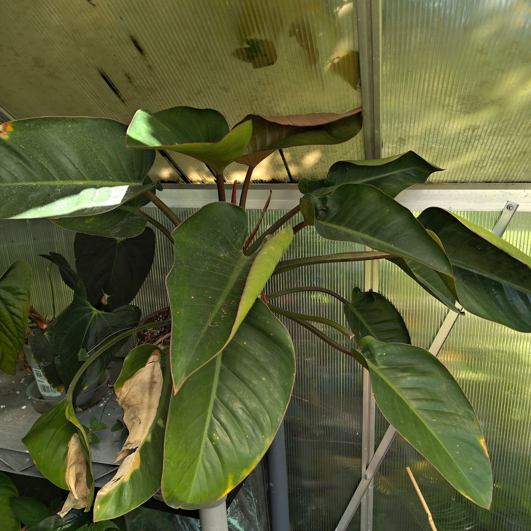 Photo of the plant species Philodendron 'Congo Rojo' by @Astreya named Philodendron Rojo Congo on Greg, the plant care app