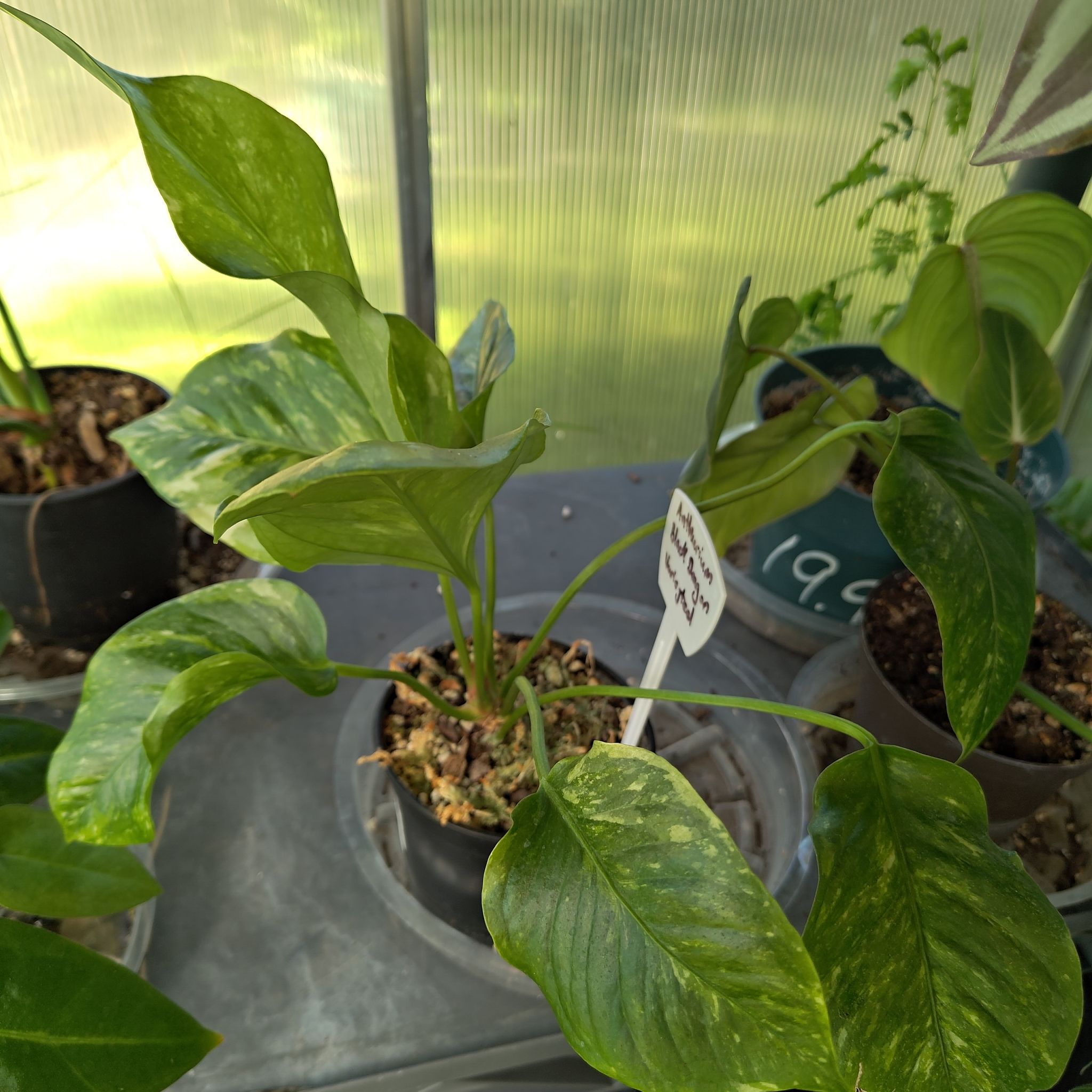 Photo of the plant species Anthurium Black Dragon by @Astreya named Anthurium Black Dragon? Variegated on Greg, the plant care app