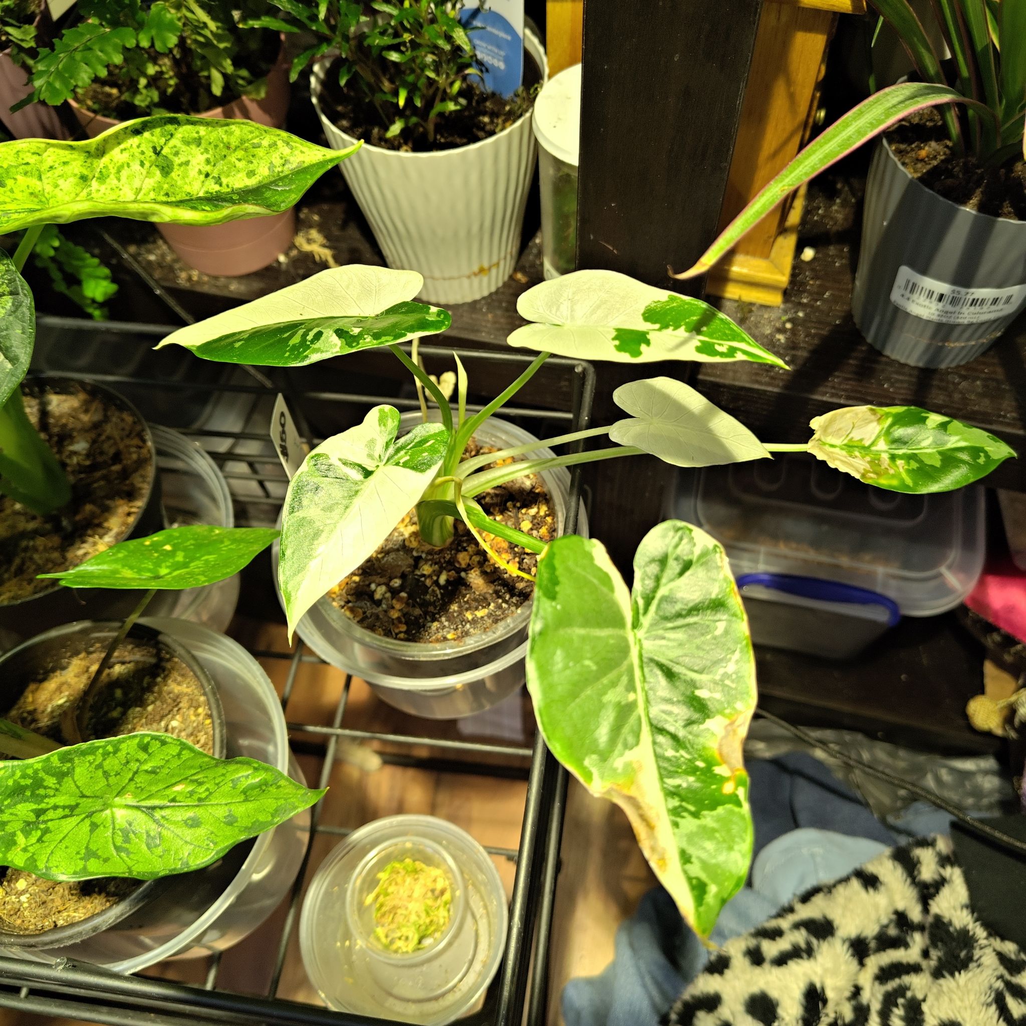 Photo of the plant species Okinawa by @Astreya named Alocasia Okinawa Silver on Greg, the plant care app