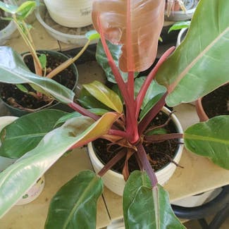 Philodendron Prince of Orange plant in Middleburg, Florida