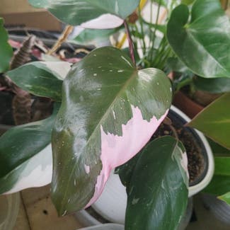 Pink Princess Philodendron plant in Middleburg, Florida