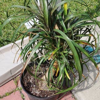 Ponytail Palm plant in Middleburg, Florida