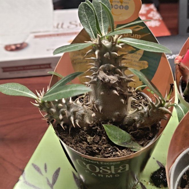 Photo of the plant species Pachypodium densiflorum by @Astreya named Pax on Greg, the plant care app