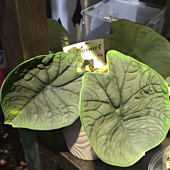Photo of the plant species Alocasia 'Melo' by @Astreya named Achilles on Greg, the plant care app