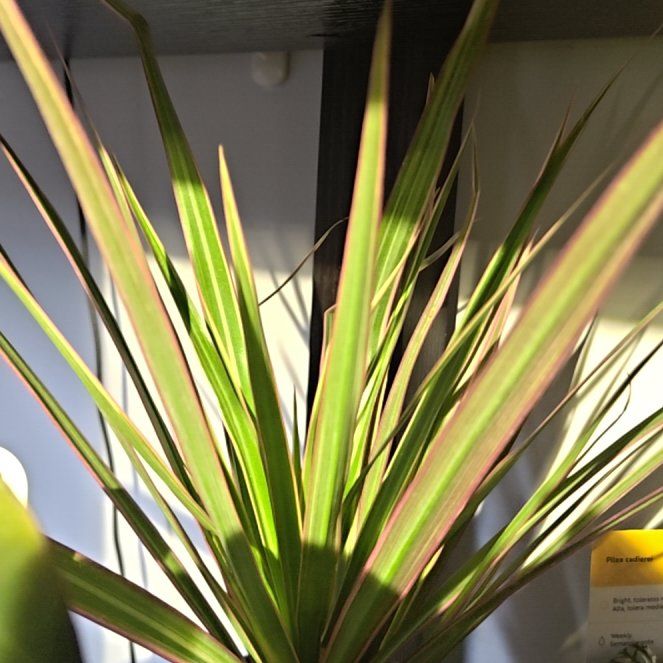 Photo of the plant species Dragon Tree by @Astreya named Fernie Mercury on Greg, the plant care app