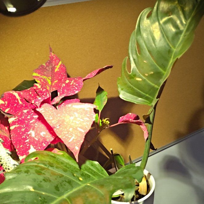Photo of the plant species philodendron chocolate empress by @Astreya named Mochi on Greg, the plant care app