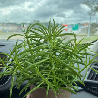 Pincushion Peperomia plant in Davenport, Iowa