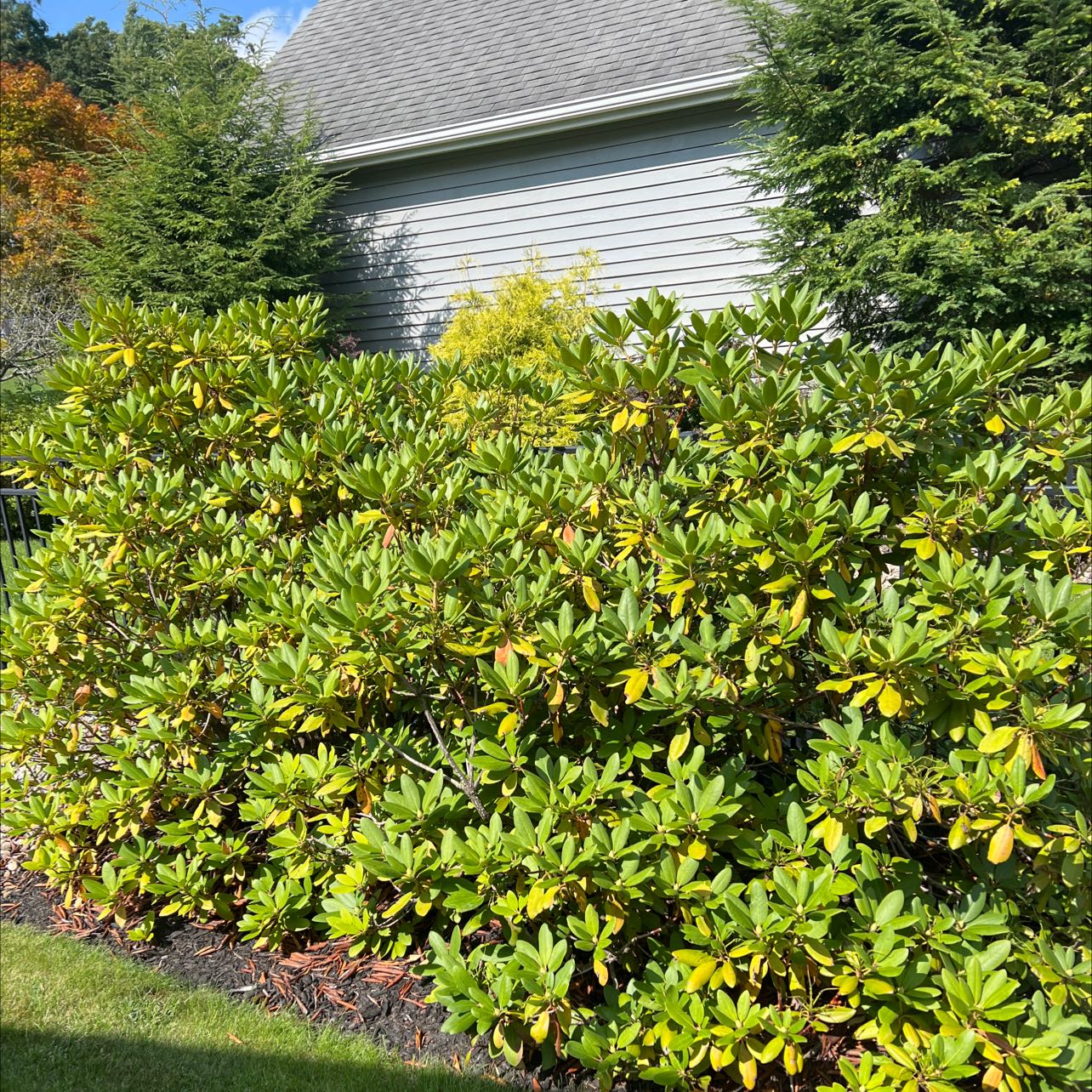 Dense shrub of Alpenrose with some yellowing leaves in a garden setting.