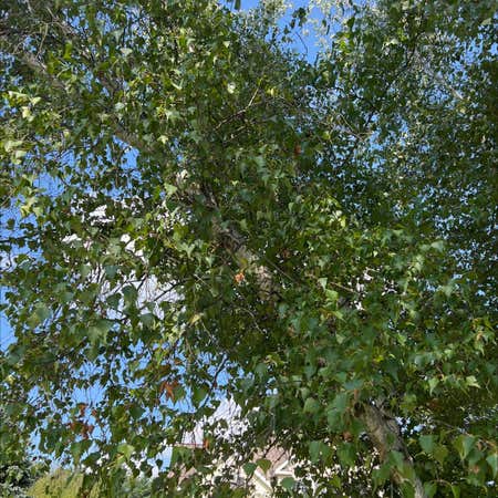Photo of the plant species Fire Birch by Bubblycorkoak named Your plant on Greg, the plant care app