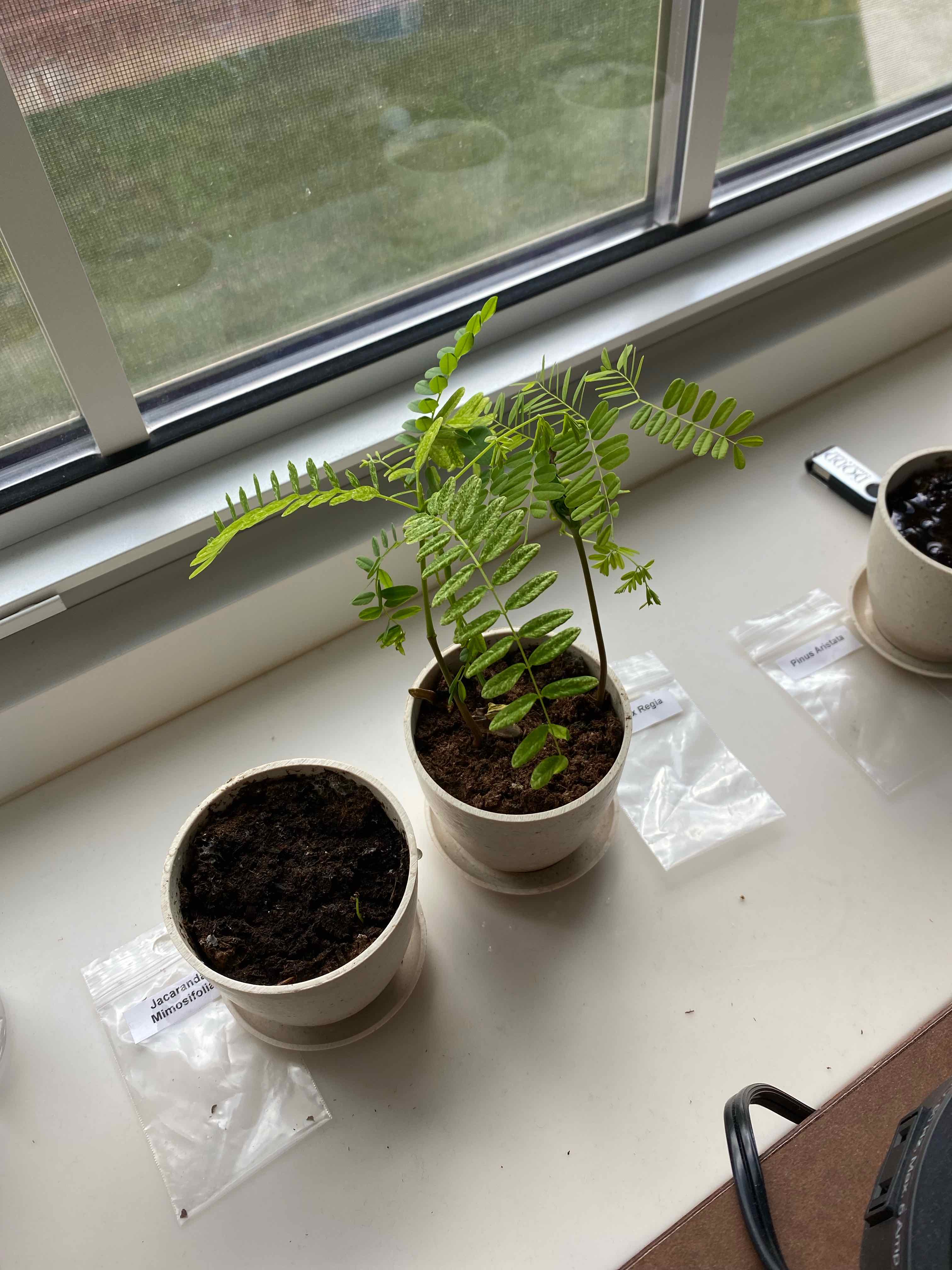 Young Flamboyant Tree plant in a pot on a windowsill, with green feathery leaves.