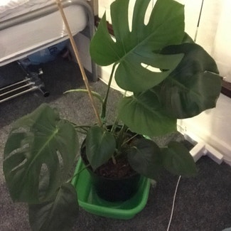Monstera plant in St Helens, England