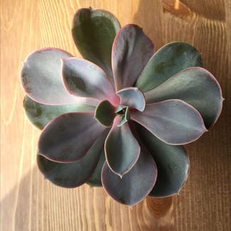 Pearl Echeveria plant in St Helens, England