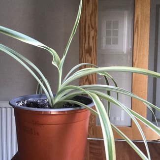 Spider Plant plant in St Helens, England