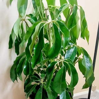 Octopus Tree plant in Rochester, New York