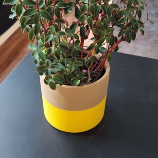 Peperomia Red Log plant in Rochester, New York