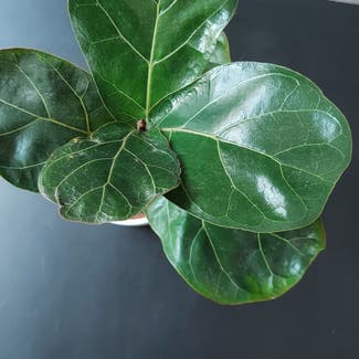 Fiddle Leaf Fig plant in Rochester, New York
