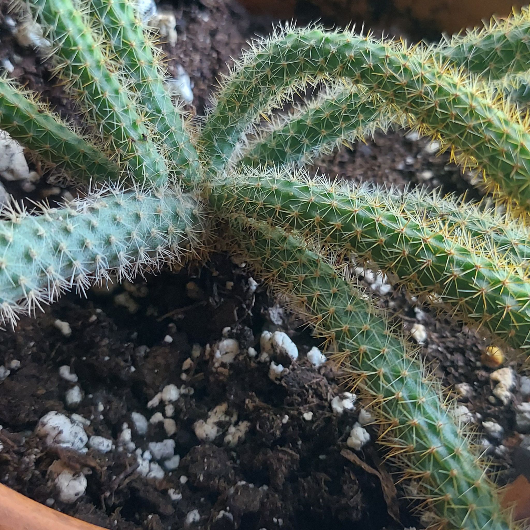 Photo of the plant species Rat Tail Cactus by @MerTee named Rat on Greg, the plant care app