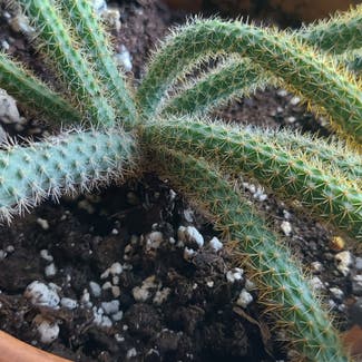 Rat Tail Cactus plant in Rochester, New York