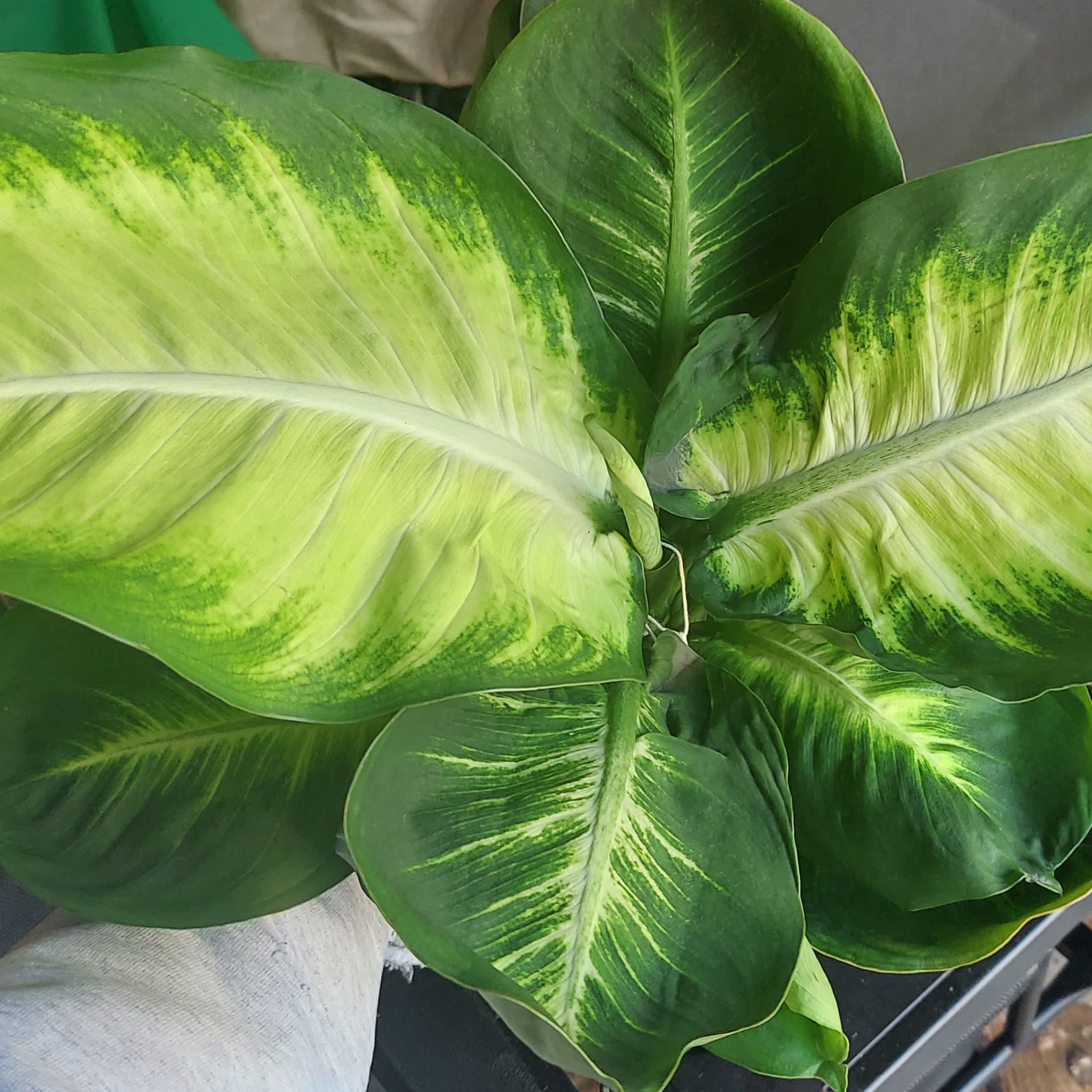 Dieffenbachia 'Tropic Marianne' plant with large, variegated leaves in vibrant green and yellow patterns.