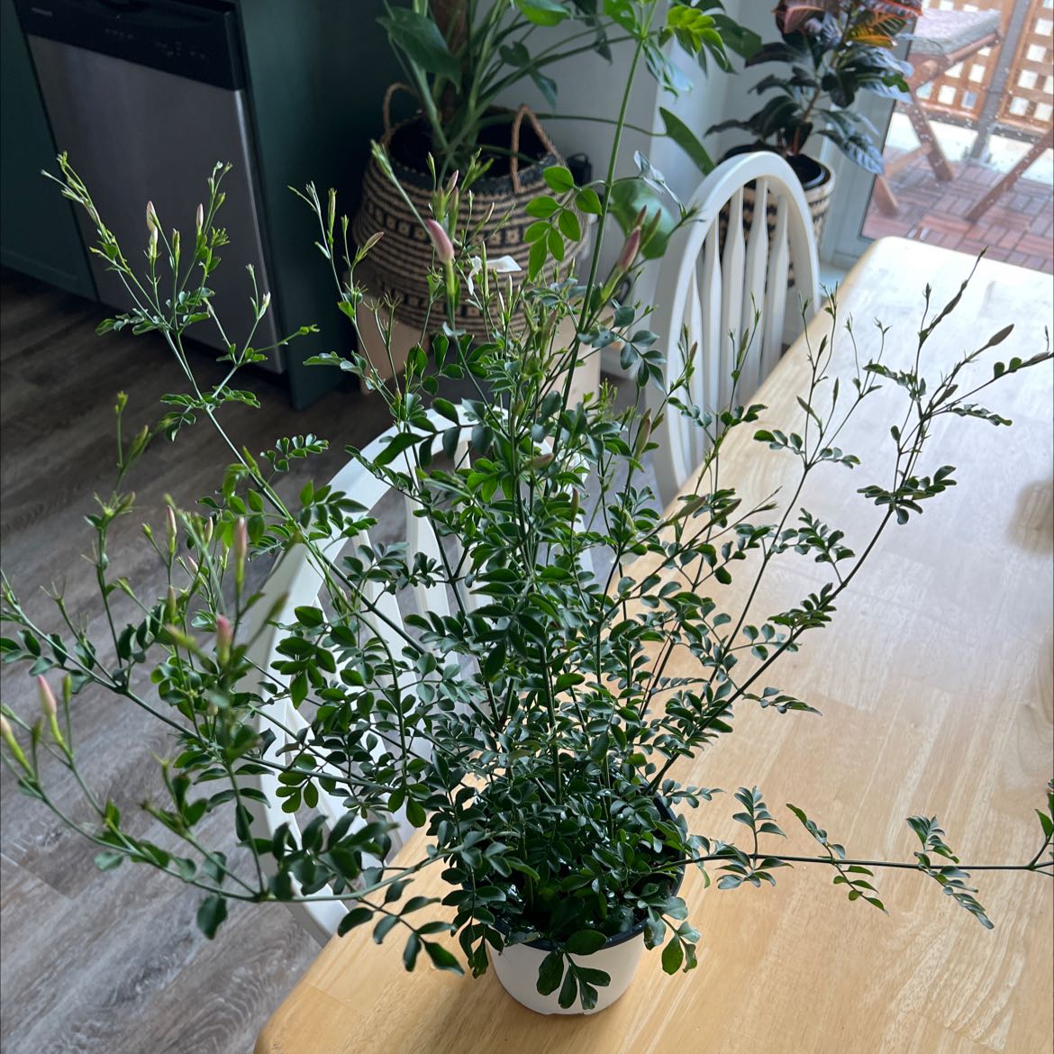 Potted White Jasmine plant with slender stems and green leaves on a wooden table indoors.