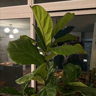 Fiddle Leaf Fig plant in Toronto, Ontario