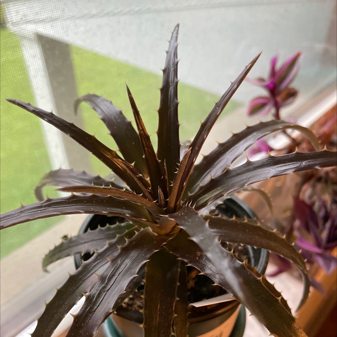 Photo of the plant species Grape Jelly Dyckia by @QuietMountain named Pokey on Greg, the plant care app