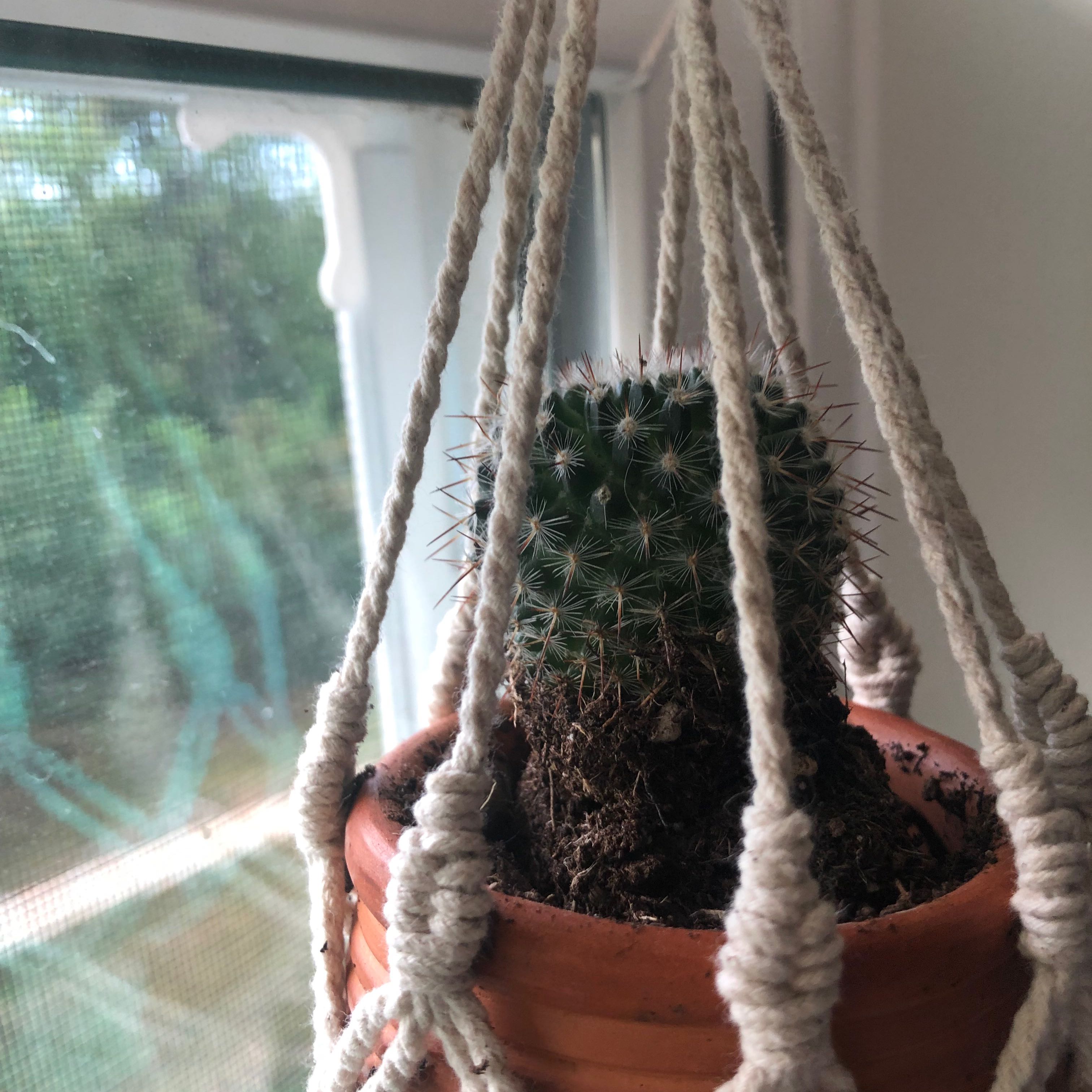 Compass Barrel Cactus in a hanging pot by a window, soil visible.