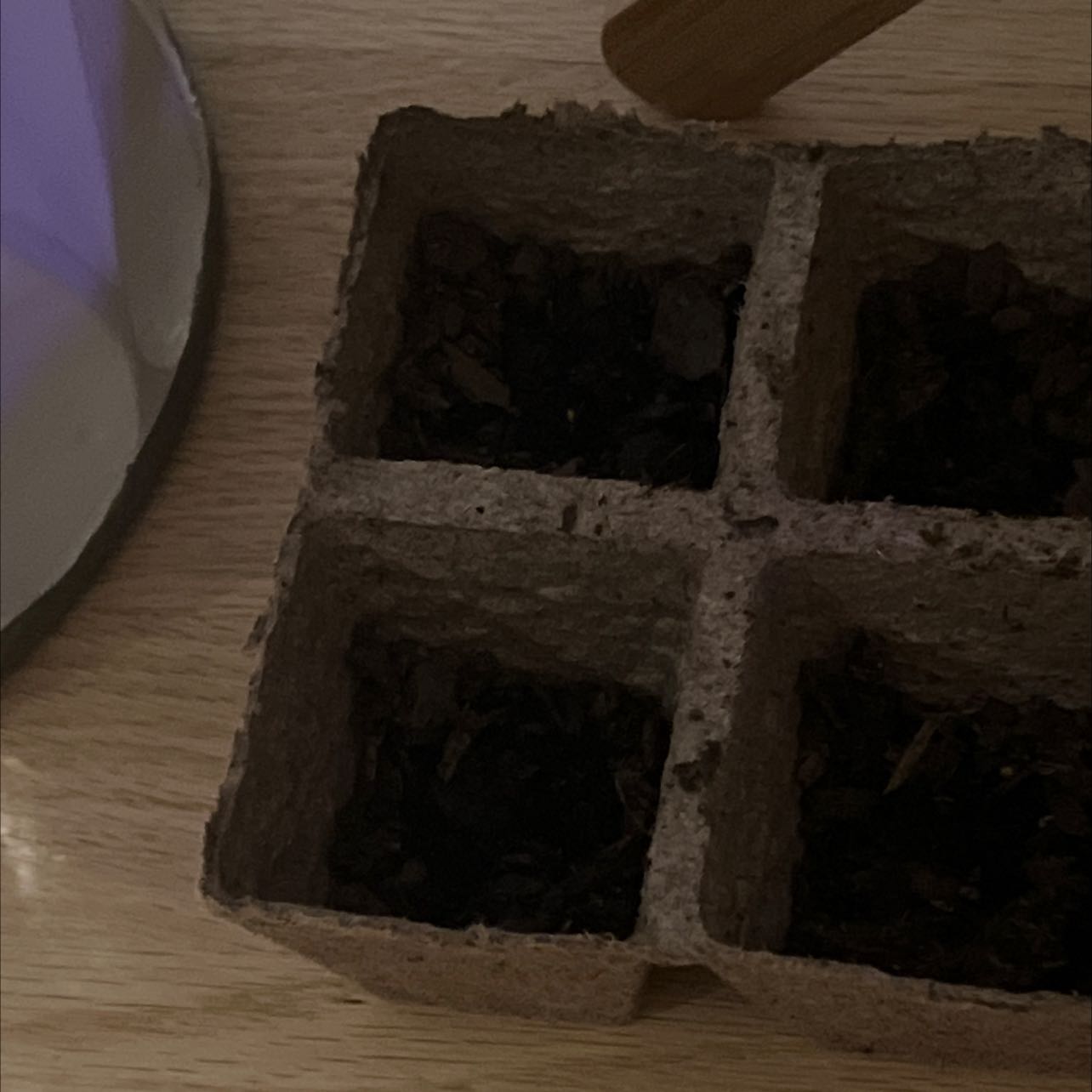 Photo of the plant species Baby Carrot by @ZestJewelplant named Zeus on Greg, the plant care app