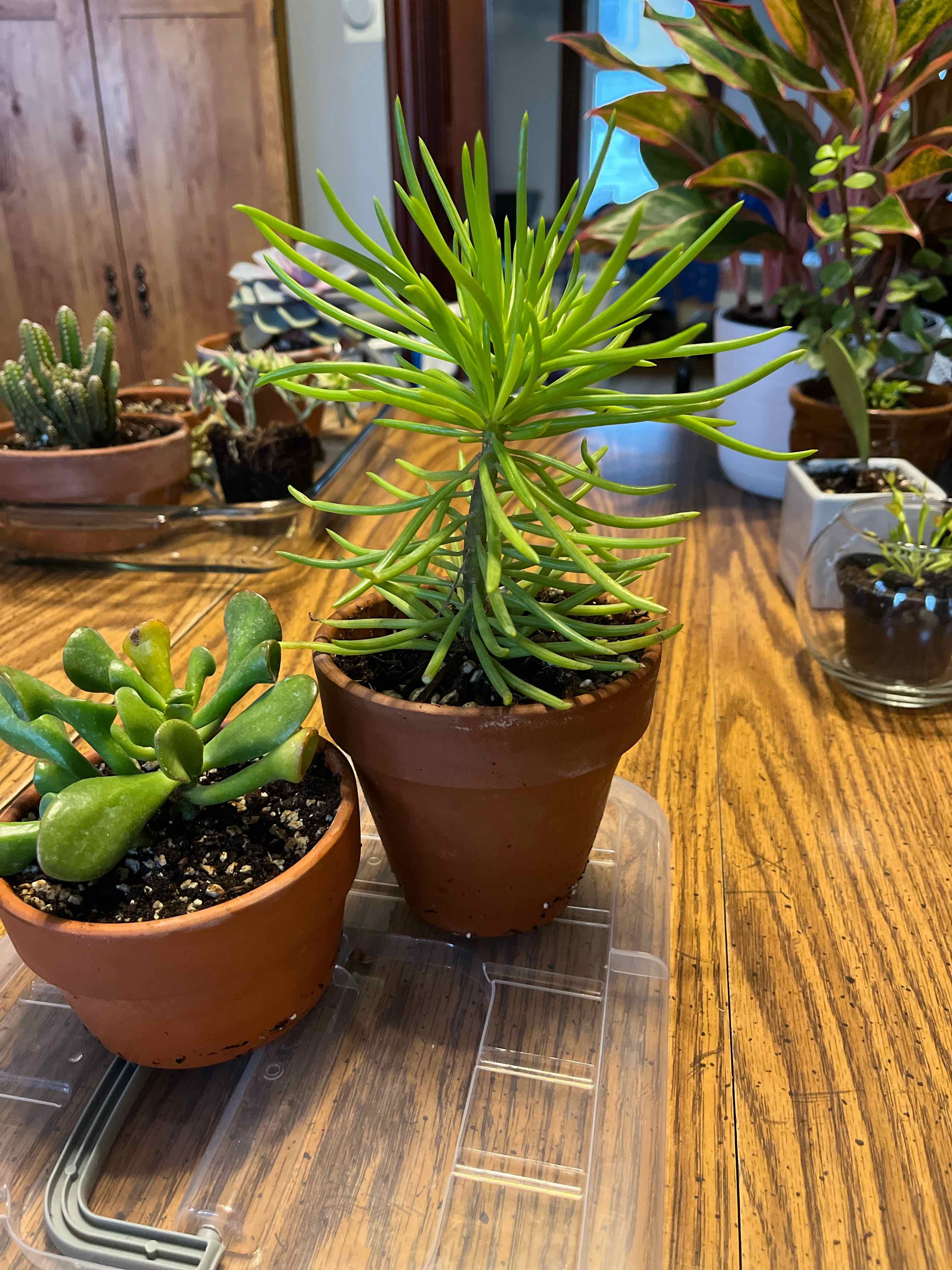 Your plant