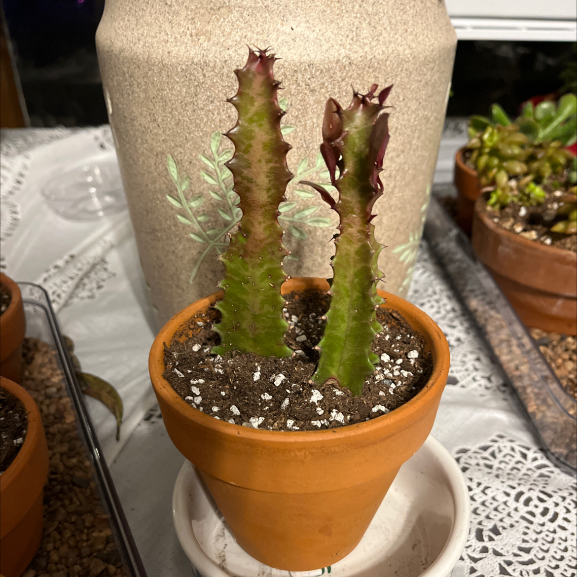 Your plant