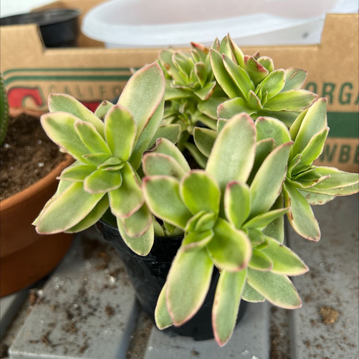 Your plant