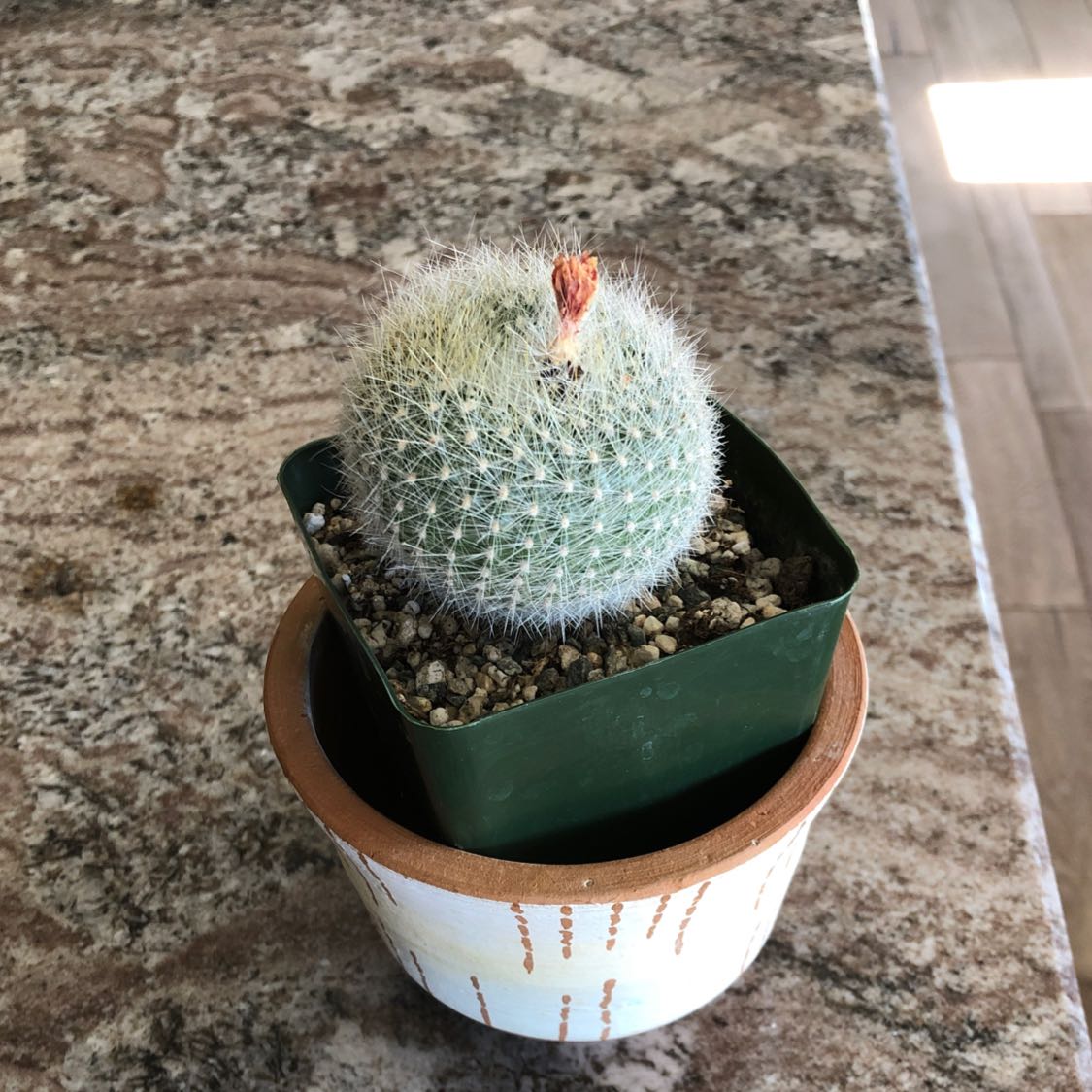 Button Cactus in a green plastic pot inside a decorative pot with a dried flower on top.