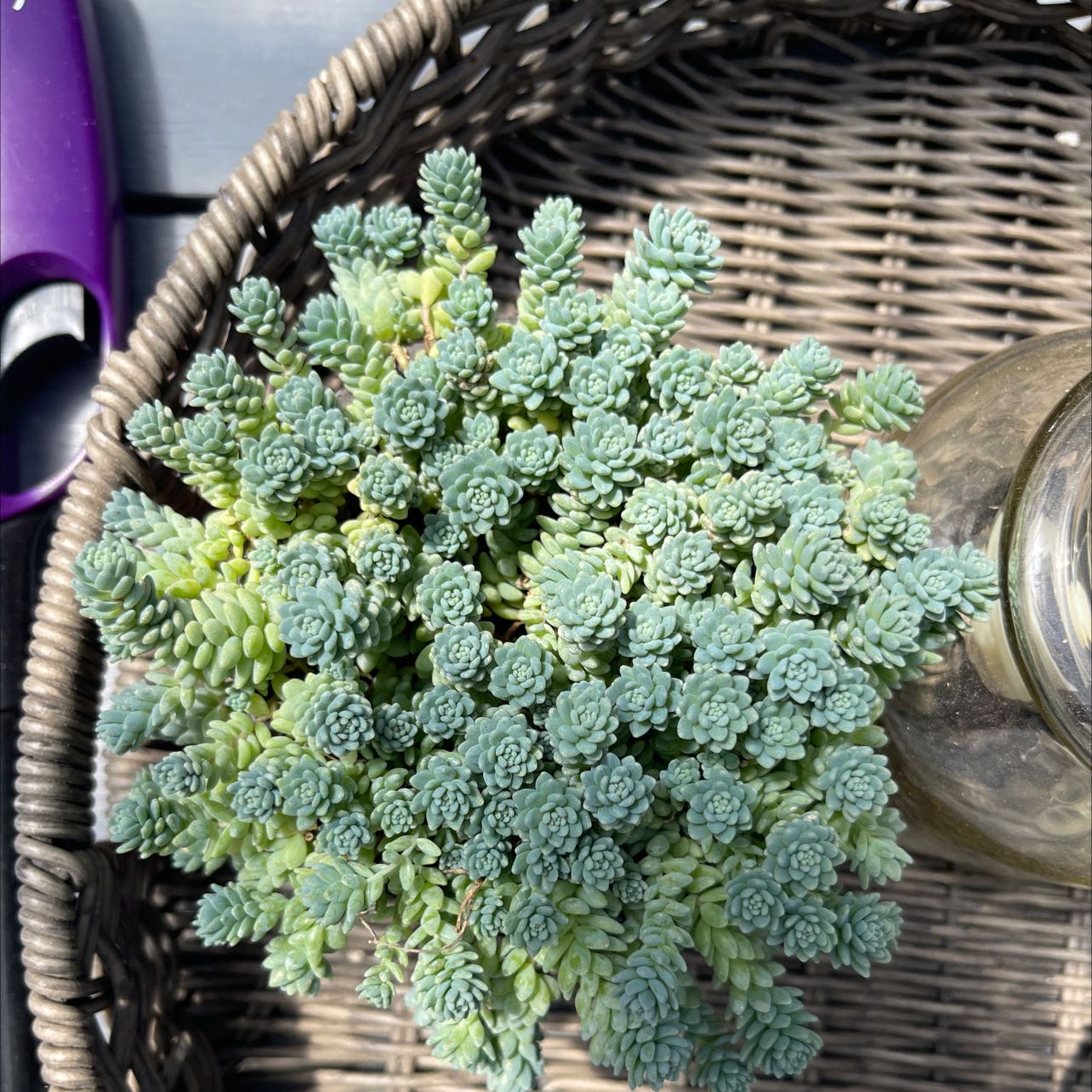 Photo of the plant species Corsican Stonecrop by @LivelySeaofpink named Your plant on Greg, the plant care app