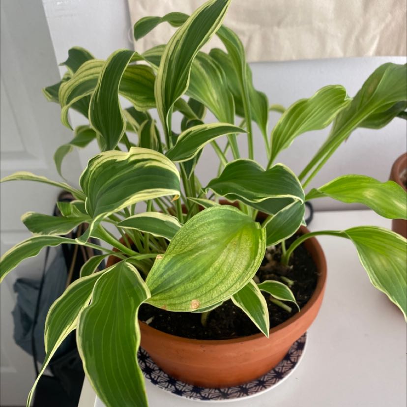 Photo of the plant species suji-gibōshi by @SelflessBlinks named Francisca on Greg, the plant care app