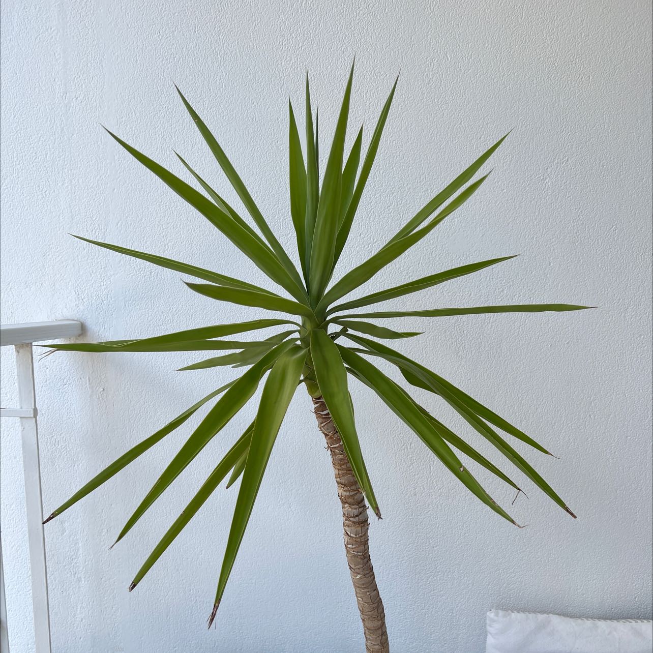 Photo of the plant species Blue-Stem Yucca by @BonusWavycap named Yuca on Greg, the plant care app